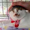 美しい柄の白三毛  レイちゃん サムネイル2