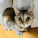 綺麗なさびねこのミミちゃんです！