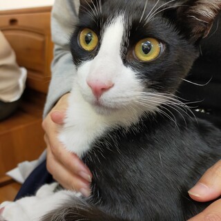 【保護猫】雪美推定2歳♂ハチワレ