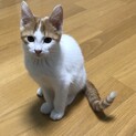 甘えたちゃんの茶白君です。