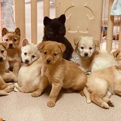 子犬だけの譲渡会
