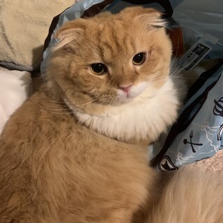 4/18譲渡会参加茶白長毛スコティッシュの男の子