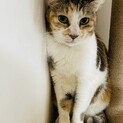 クールだけど実は甘えん坊♪ちゅーる大好きミケちゃん