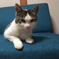 物怖じしない人馴れ度抜群な三毛猫10ヶ月