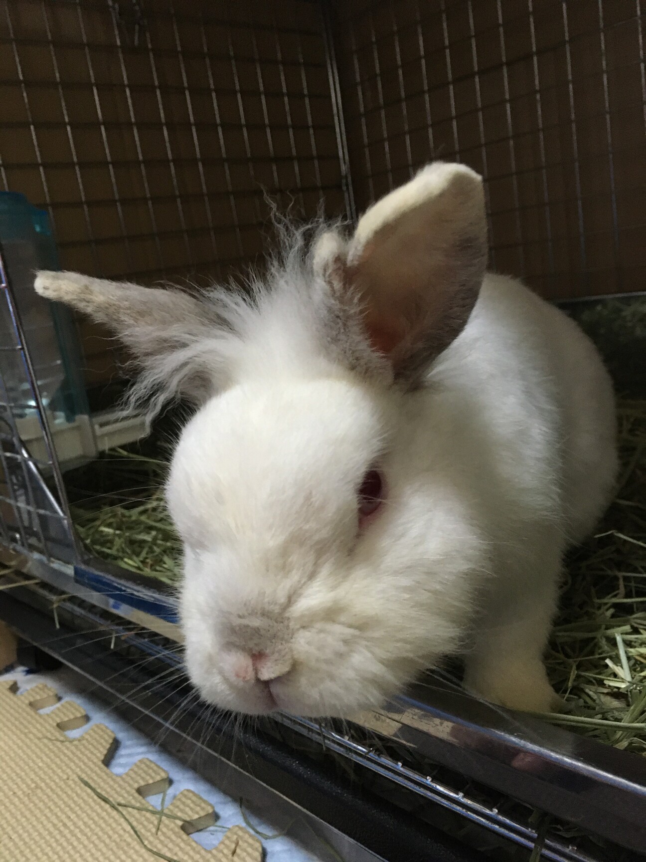 保護うさぎ ぽわ っと癒 神奈川県 小動物の里親募集 ペットのおうち 月間利用者150万人