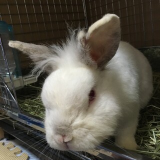 保護うさぎ：ぽわ～っと癒しおっとり系のアワくん