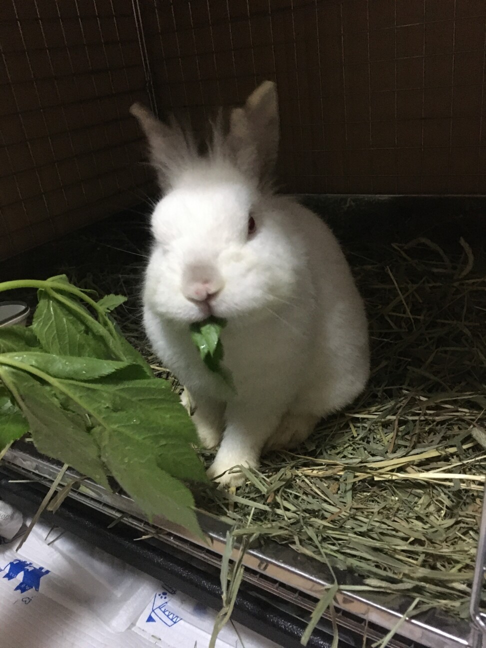 保護うさぎ ぽわ っと癒 神奈川県 小動物の里親募集 ペットのおうち 月間利用者150万人