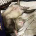 フェレット 1歳
