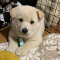 子犬ちゃんの家族を探しています