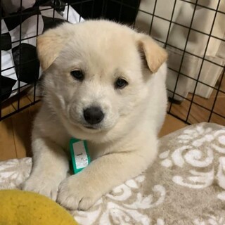 子犬ちゃんの家族を探しています