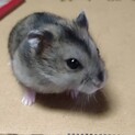 【急募】1匹のジャンガリアンハムスターの子供