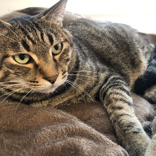 北海道が募集対象のすべてのペット里親募集情報 ペットのおうち 月間利用者150万人