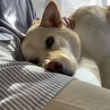 甘えん坊のボーロさん