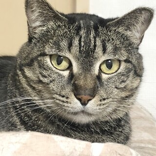 北海道が募集対象のすべてのペット里親募集情報 ペットのおうち 月間利用者150万人