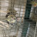 オカメインコ♂3羽の里親募集しています