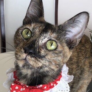 アーティスティックなサビ美人！