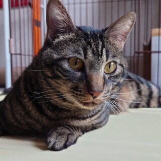 どっしりボディの「虎次郎くん」