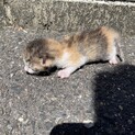 至急！生まれたばかりの仔猫ちゃんです！