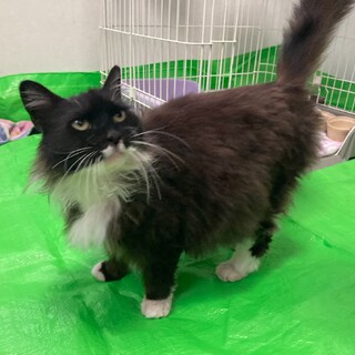 おっとり甘えん坊のモフさん