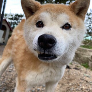 飼い主様が亡くなられて残されてしまったワンちゃん