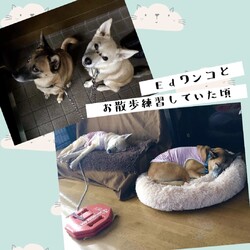 「倉敷っ子あむと君の幸せ便り」サムネイル3