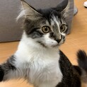 【四ヶ月♀】長毛？クイーンちゃん