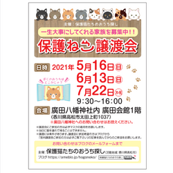 保護猫室内譲渡会