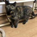人慣れしてないちゃびちゃん