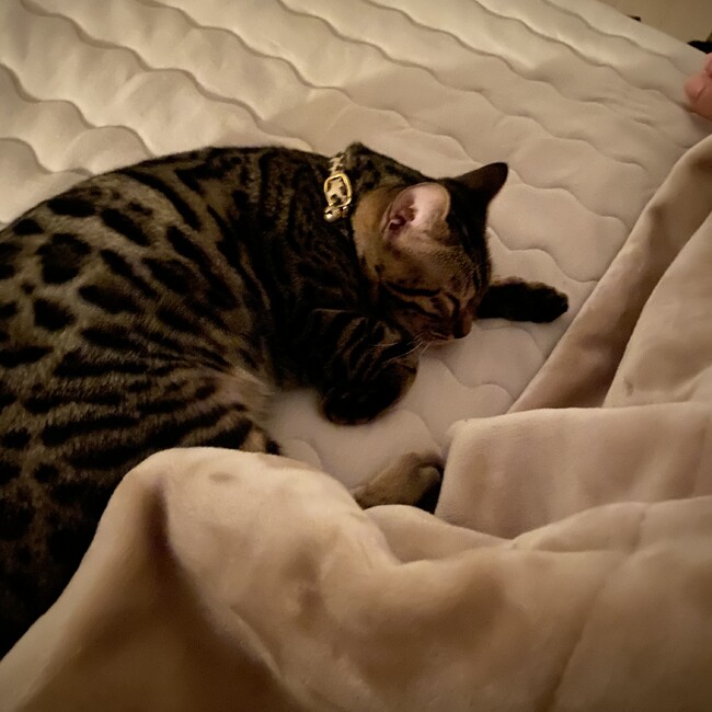 ダリにゃんのカバー写真