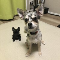 ごんぞう