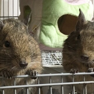 デグー4歳の兄弟です