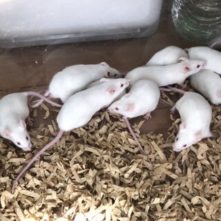 ありがとうございました！