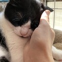 3本足で生きていく！