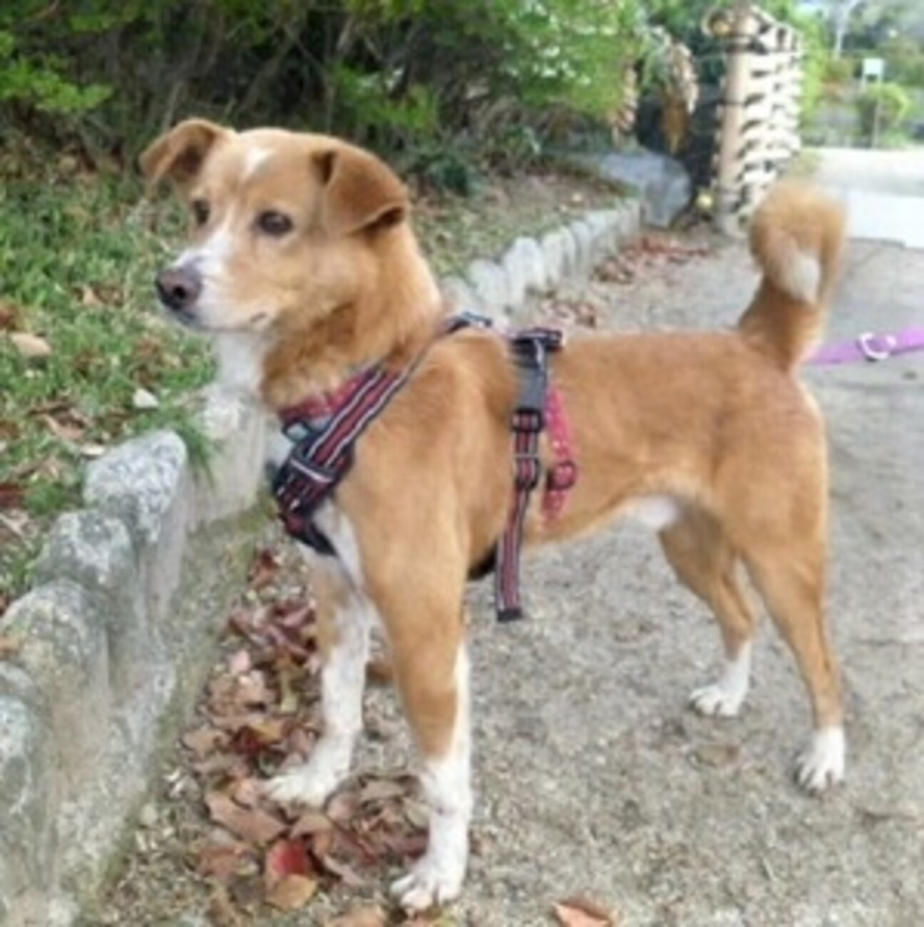 人懐っこいシーザー君 大阪府 犬の里親募集 ペットのおうち 月間利用者150万人