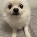 メスのポメラニアン