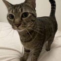 「超レア種」犬みたいに甘えん坊な猫