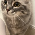 甘えん坊でふわふわな毛並みの仔猫ちゃん