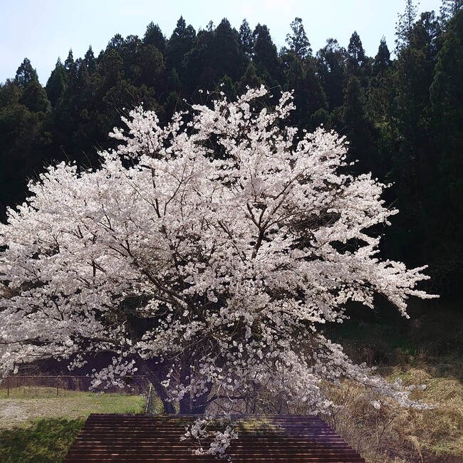 なな３０１のカバー写真