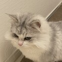 ふわふわサラサラな毛並みのレア種の猫ミヌエット
