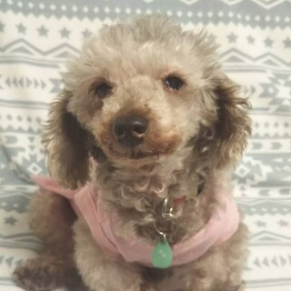 シニアの魅力たっぷりトイプー♀ルミコちゃん