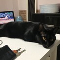 黒猫　男の子