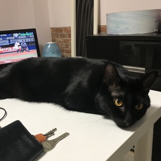 黒猫　男の子