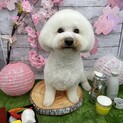 ふわふわの甘えたビションフリーゼです。