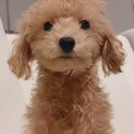 ずっとそばに居てくれる優しいトイプードル