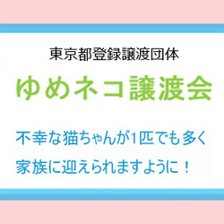 ★ゆめネコ譲渡会★日本橋三越 歩５分 サムネイル3