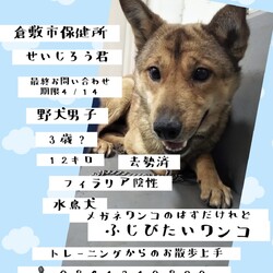 「来週期限が迫る子たち、そして・・→全頭譲渡決定！」サムネイル2