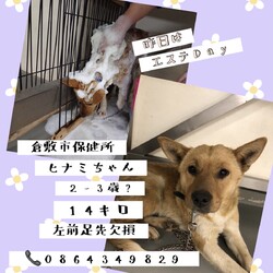 「来週期限が迫る子たち、そして・・→全頭譲渡決定！」サムネイル3