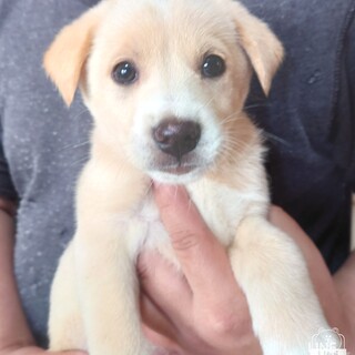 整った顔立ちのイケワンコ『ファルくん』