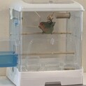 生後1年のコザクラインコの里親を募集しています