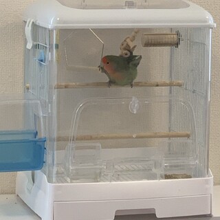 生後1年のコザクラインコの里親を募集しています